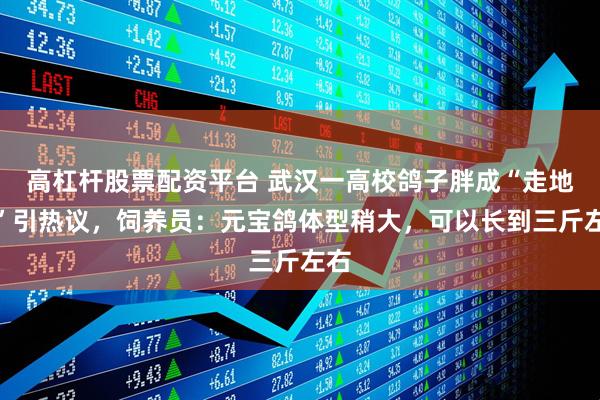 高杠杆股票配资平台 武汉一高校鸽子胖成“走地鸡”引热议，饲养员：元宝鸽体型稍大，可以长到三斤左右