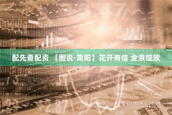 配先查配资 【图说·简阳】花开有信 金浪绽放